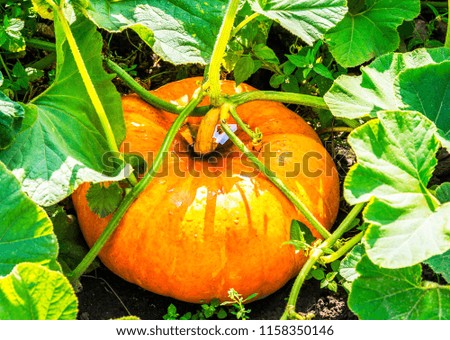 Pumpkin on the garden, healthy vegetable, 