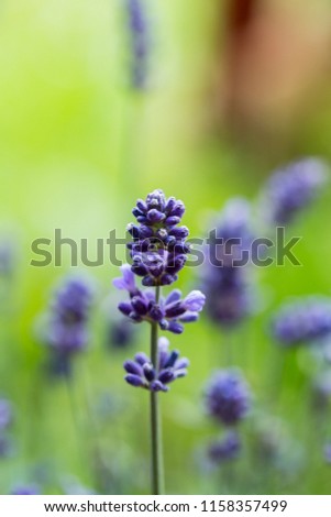 Macro Shot of a lavender blossom in summertime.