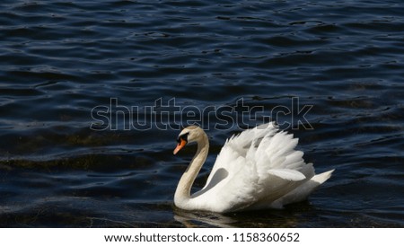 A lonely white swan swimming in the  dark waves of water in a pond