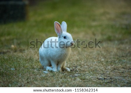 side portrait of cute white rabbit sitting on the grass field.