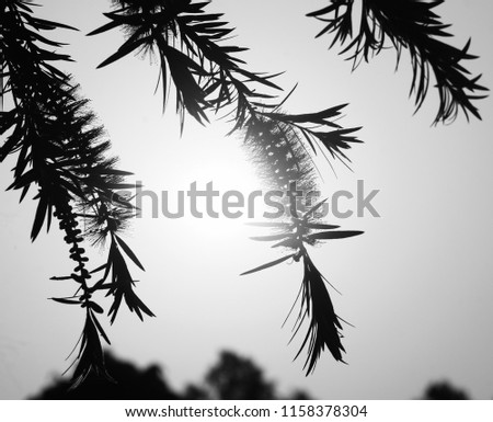 Silhouette blurry plants isolated unique black and white photo