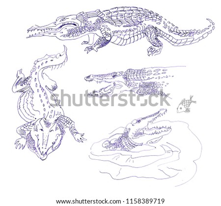 clip art crocodile line art set  animal of savanna.  water, fish,  head, linear figure of  wild animals. line art. reptile with a fine texture, a pattern on the scales. drawing with a pen