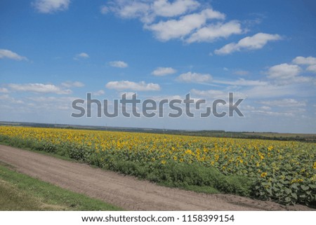 A large field with sunflowers along a country road