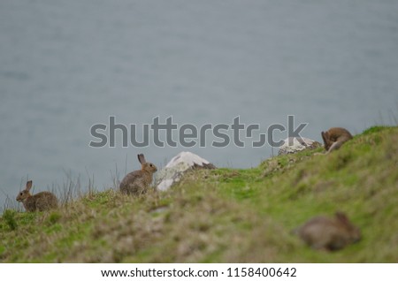 European rabbits (Oryctolagus cuniculus). Taiaroa Head Wildlife Reserve. Otago Peninsula. Otago. South Island. New Zealand.