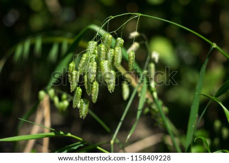 Briza maxima is a beautiful annual herb, plant growing in the garden for landscape decoration Royalty-Free Stock Photo #1158409228
