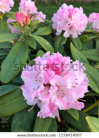 Pink Magic Rose Hibiscus