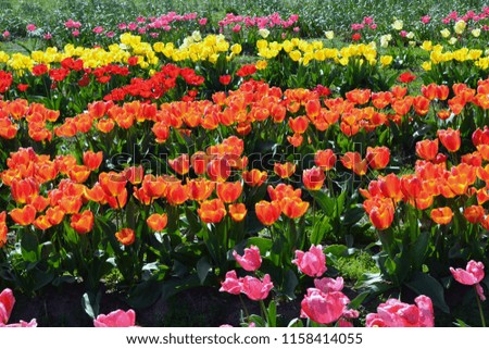 Colorful Tulip Farm