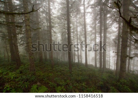 the mysterious forest. fog in the forest 