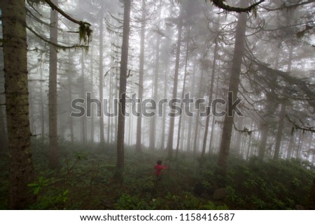 the mysterious forest. fog in the forest 