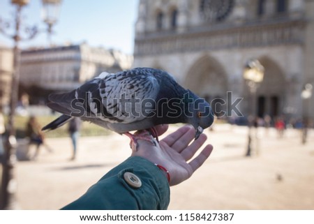Pigeon on hand. Paris, France, Notre Dame de Paris Cathedral