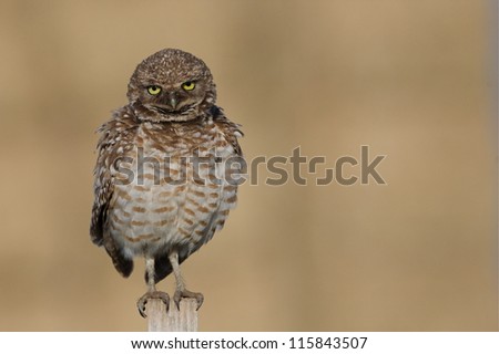 Burrowing Owl, Athene cunicularia, perched against a natural background; Pacific Northwest prairie wildlife, nature, & bird photography