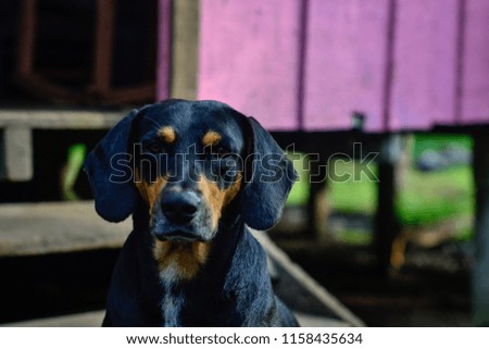 cute black dog portrait