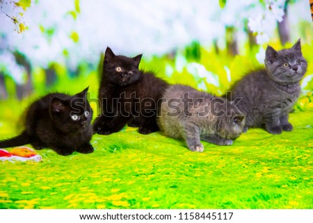 Kittens Scottish black and blue