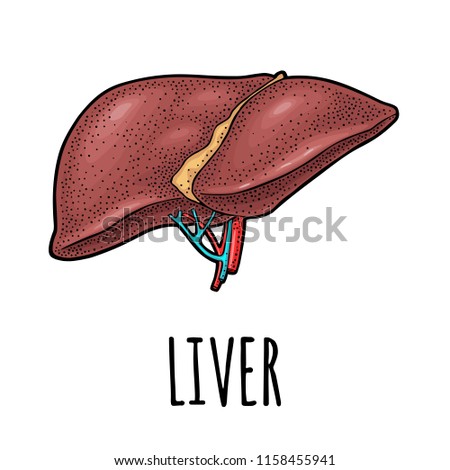 Human anatomy liver. Vector color vintage engraving illustration isolated on a white background. Hand drawn design element for label, poster, web, poster, info graphic.