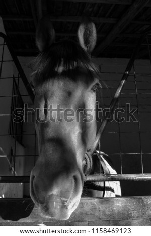 Black and white close up photograph of a large beautiful horse 