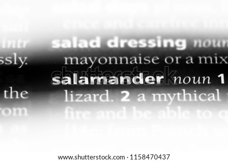 salamander word in a dictionary. salamander concept.