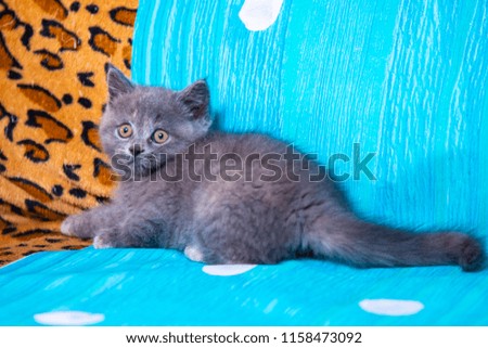 Blue Scottish kittens on blue background