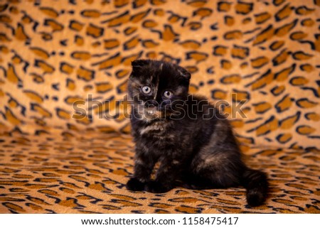 Scottish kitten on a red spotted background