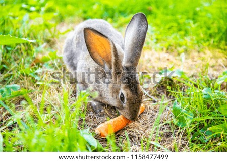 Gray rabbit in the grass in the meadow