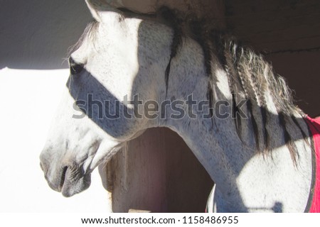 Beautiful white horse with a grey mane behind shadows during a summer sunny day 
