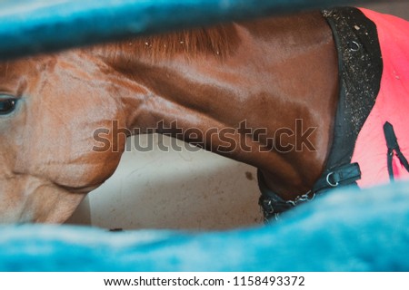 Close up artistic photograph of a shiny, elegant brown horse behind a blue frame, abstract background 