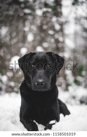Beautiful Black Lab Dog with Bright Yellow Eyes Laying on Snow Covered Ground in Middle of Snowy Pine Tree Forest 