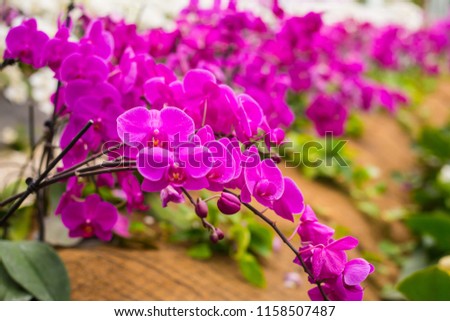 Beautiful magenta pink orchid flowers.