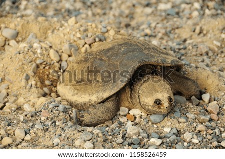 Snapping Turtle enjoying its surrounding.