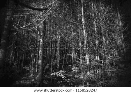 Dark hidden forest