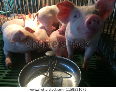 Close-up picture of a small piglets, In swine in the stall, in Thailand Farm.