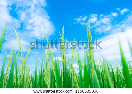 Background image of lush rice field under blue sky