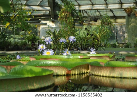 Huge water lilies in the botanical garden