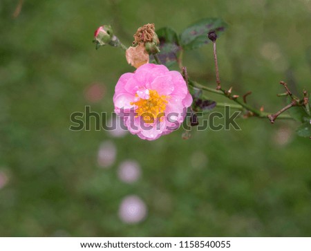 Pink rose blooms look beautiful