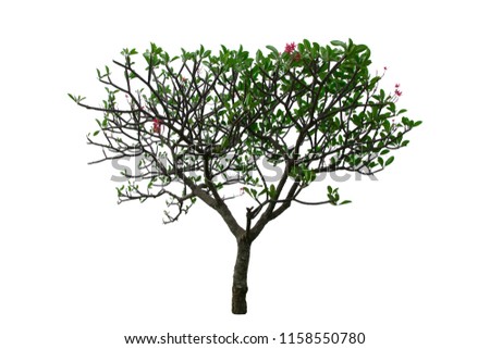 Plumeria tree with pink flowers isolated on white background