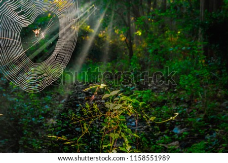 A spider web in sunray with nature background. 