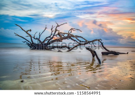 Driftwood Beach sunrise in Jekyll Island, Georgia, GA, USA. Royalty-Free Stock Photo #1158564991