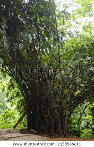 Bamboo groove in a tropical forest