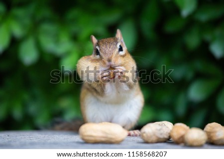 chipmunk is having peanuts 