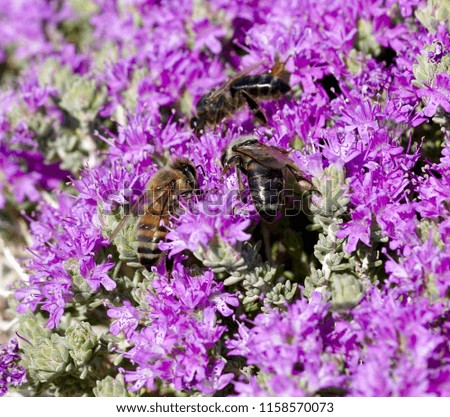 Blooming wild Thyme in Crete with wild bees to make the best thyme honey in the world, Macro photography  