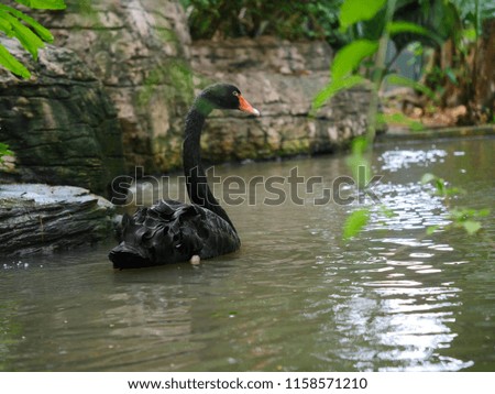 A black swan swimming and foraging in the pond background