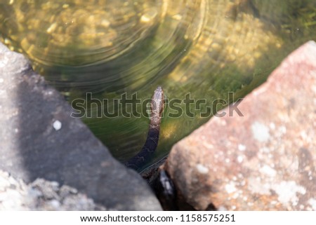 A photo of a water snake's head peering up from the water near the Trent-Severn Waterway, near Midland, Ontario.