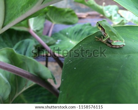 japanese frog in the field