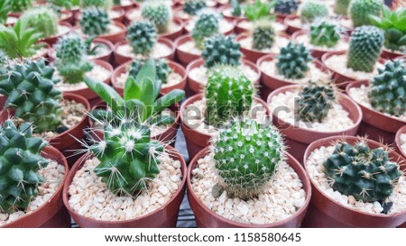 little cactus pots pattern,Variety species for ornamental or decor home office and workplace
