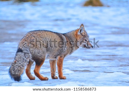 GRAY GUY OR PATAGONIAN FOX (Lycalopex griseus)