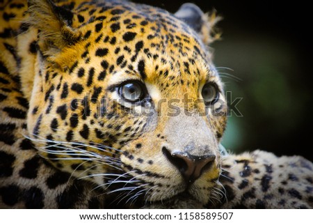 Jaguar close up face photo