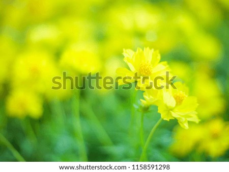 Beautiful yellow flower cosmos blooming in the garden.Soft selective focus.