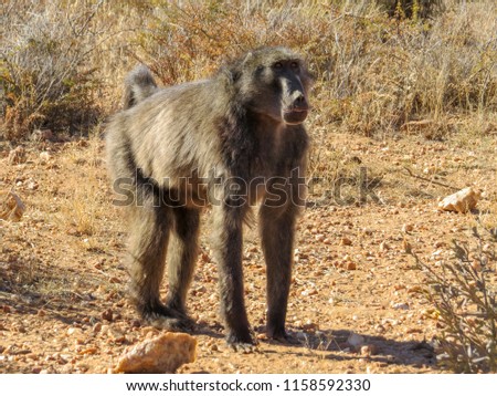 Baboon monkey, Namibia