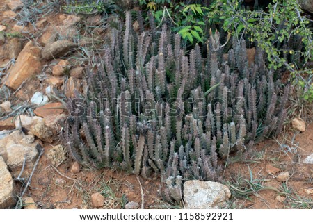 moroccan mound cactus plant