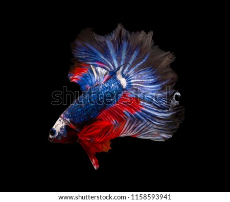 Multi color Siamese fighting fish(Rosetail)(half moon),betta splendens isolated on black background with clipping path