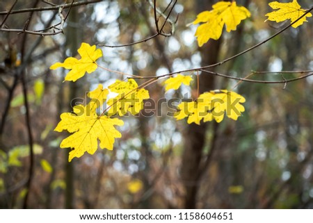 Branch of maple with yellow leaves on the background of trees in the forest. Autumn in the forest